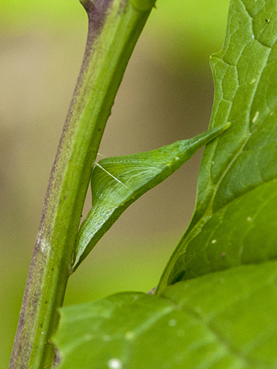 Orange Tip pupa - Bob Clift 2016